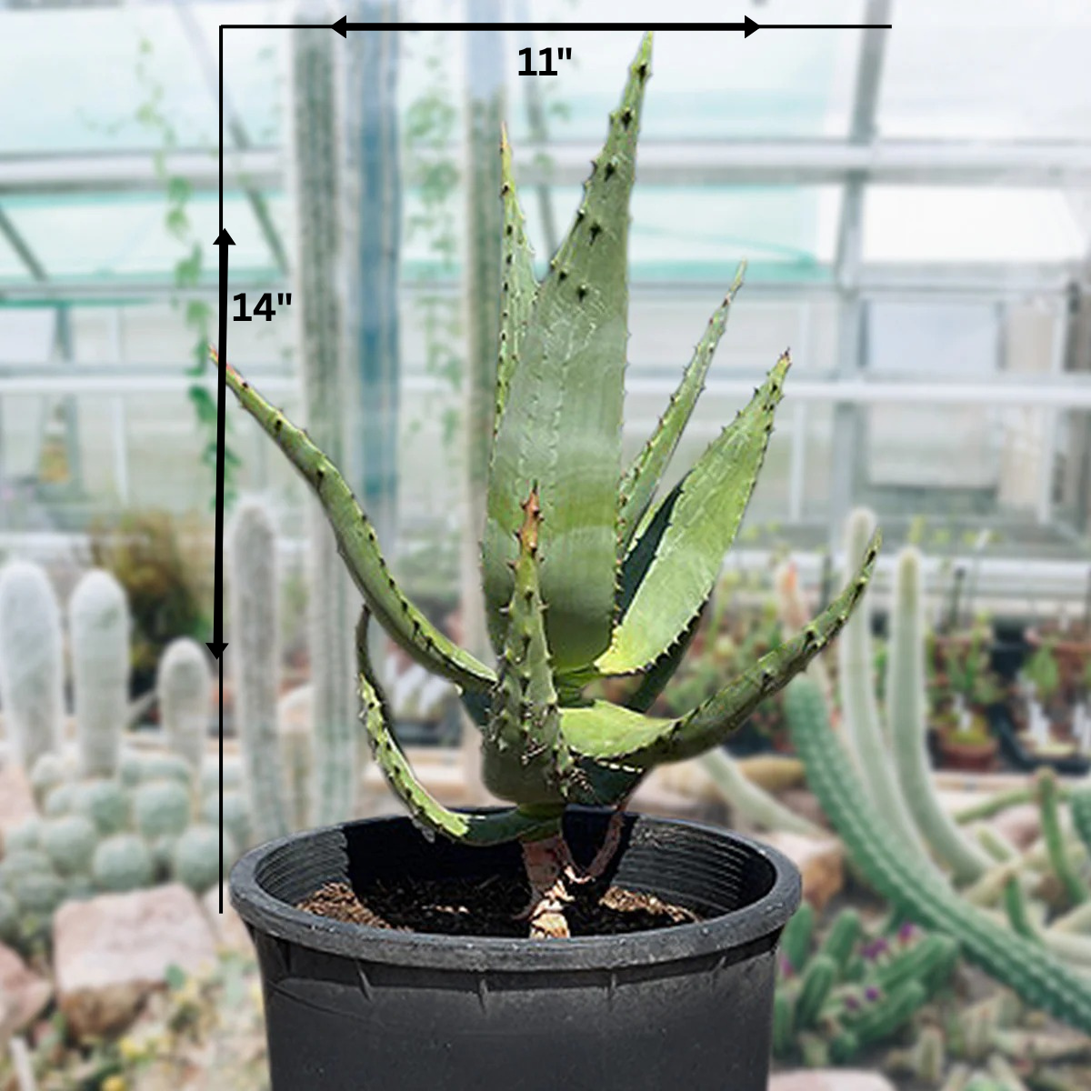 Aloe Ferox