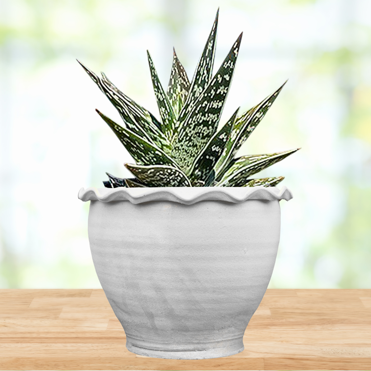 Partridge Breast Aloe