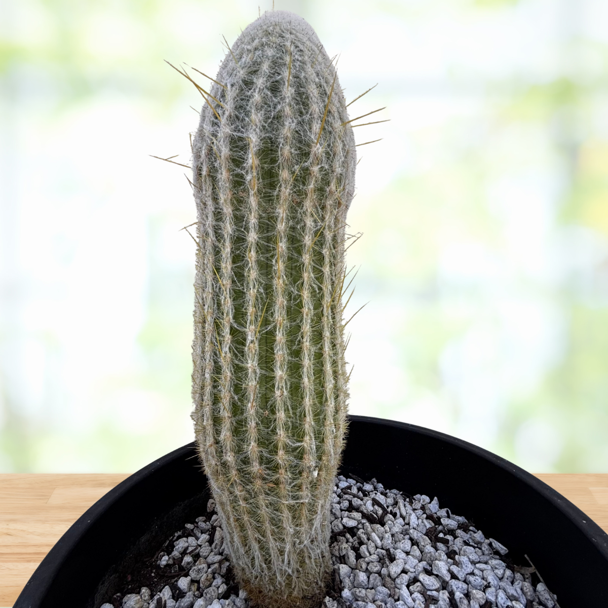 Potted Peruvian Old Man cactus on a wooden surface with a blurred natural background
