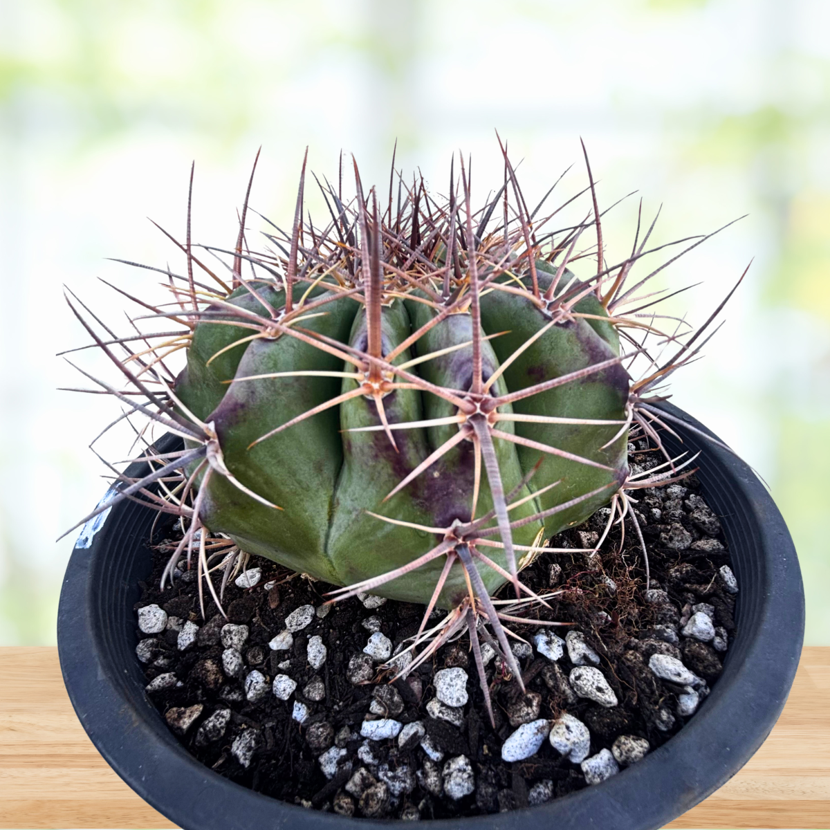 Barrel Cactus plant in a pot with a blurred background