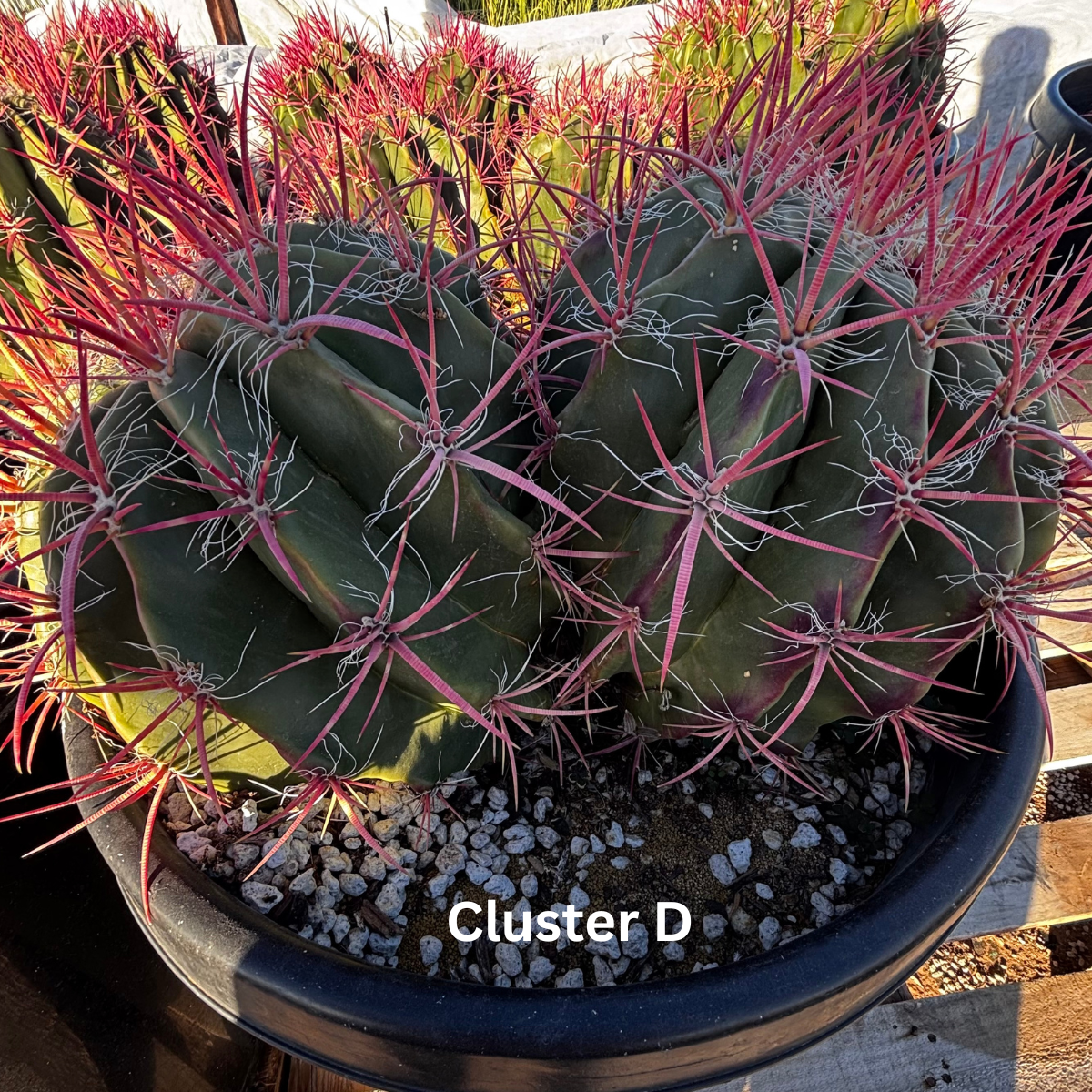 Ferocactus Pringlei