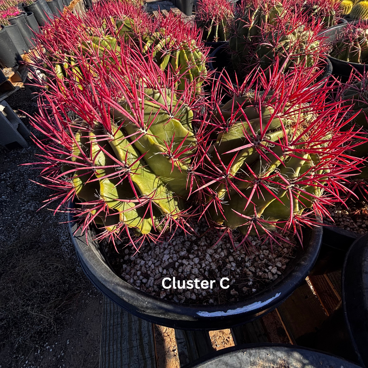 Ferocactus Pringlei