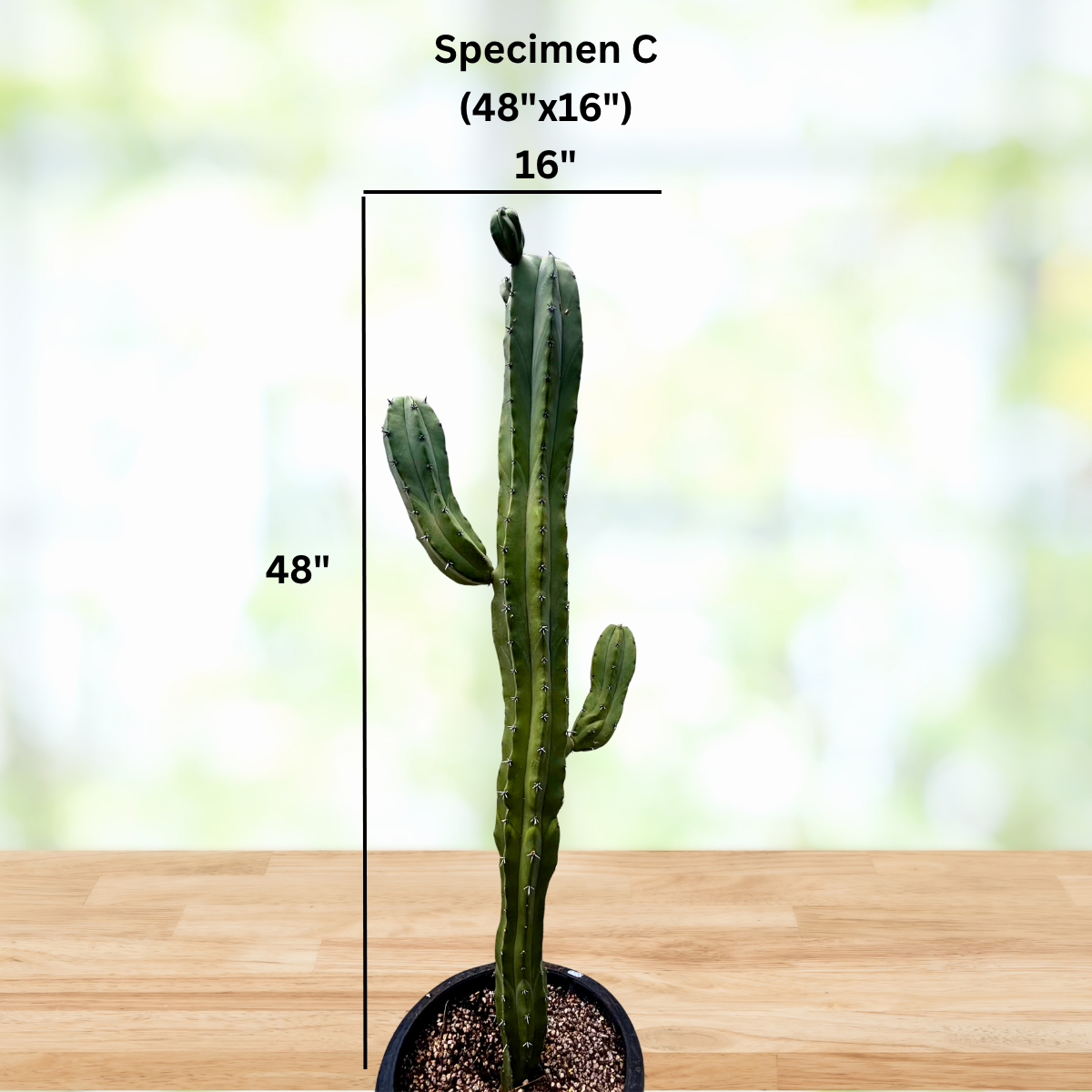 Blue Flame Cactus