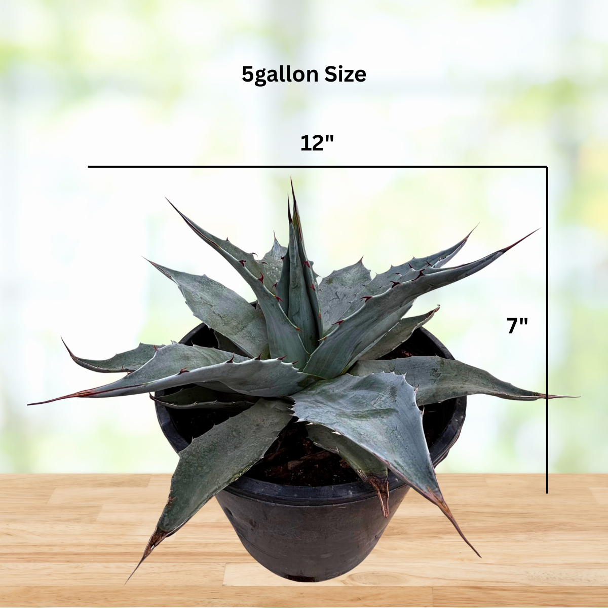 Whale’s Tongue Agave (Agave ovatifolia)