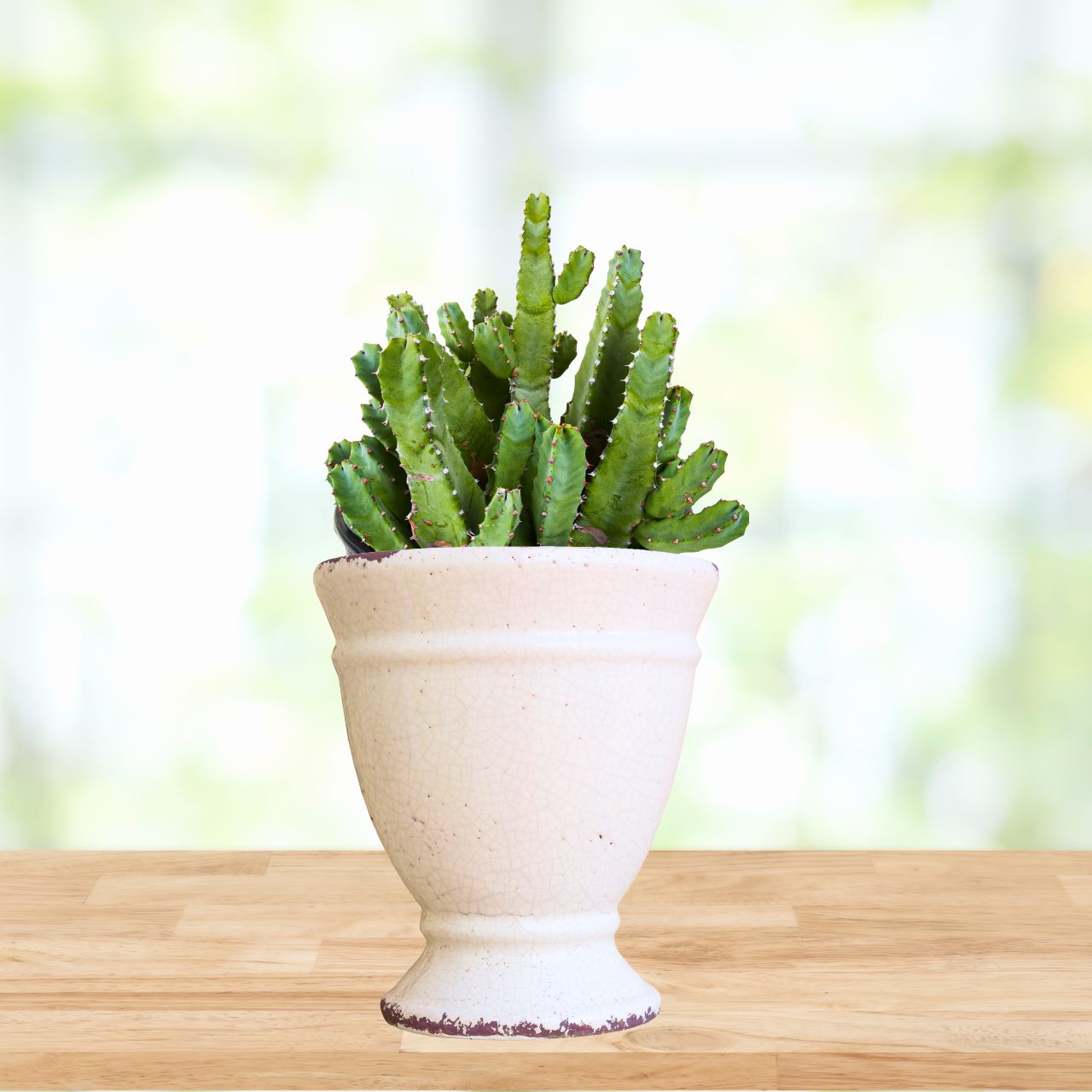 moroccan pot plant Moroccan Mound (Euphorbia resinifera) for Sale | Large Succulent