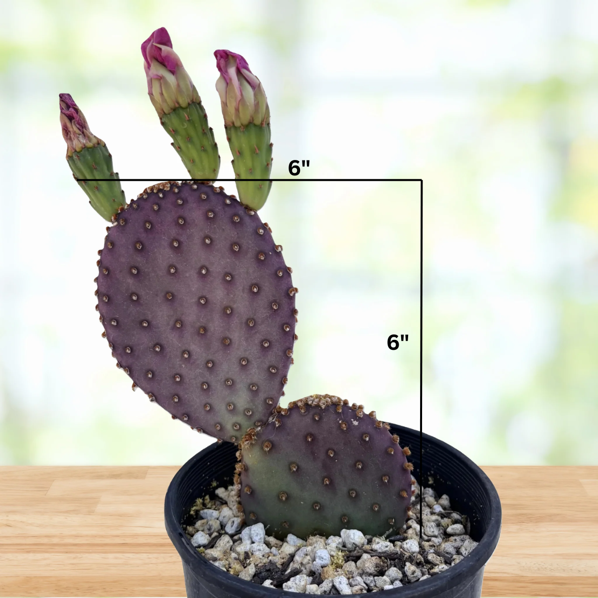 prickly pear cactus temperature range Beaver-rita Prickly pear