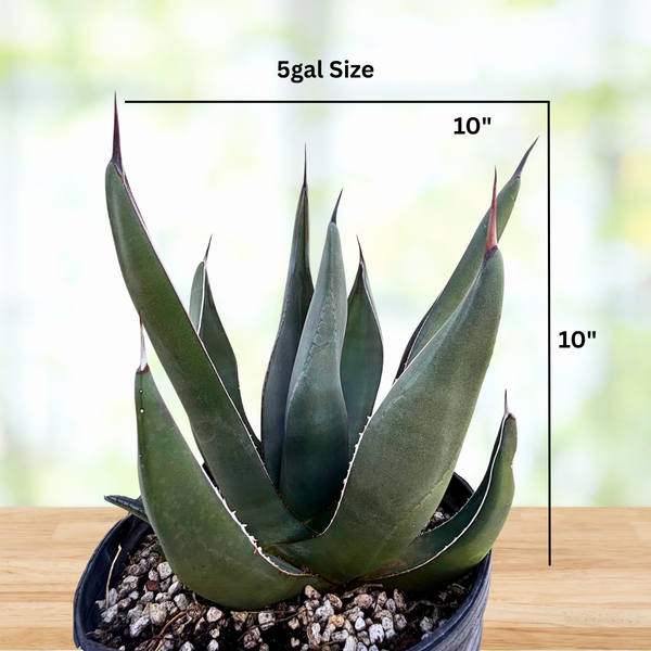 Agave 'Sharkskin' – Textured Blue Agave | Cold Hardy Plant - The