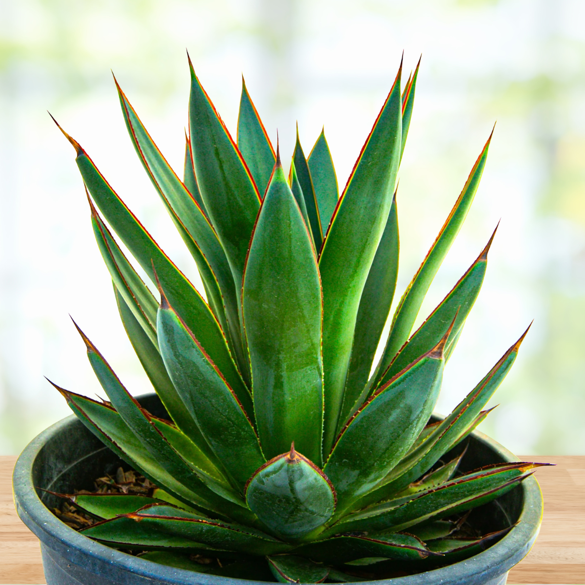 indoor agave plant for sale Agave 'Blue Glow'