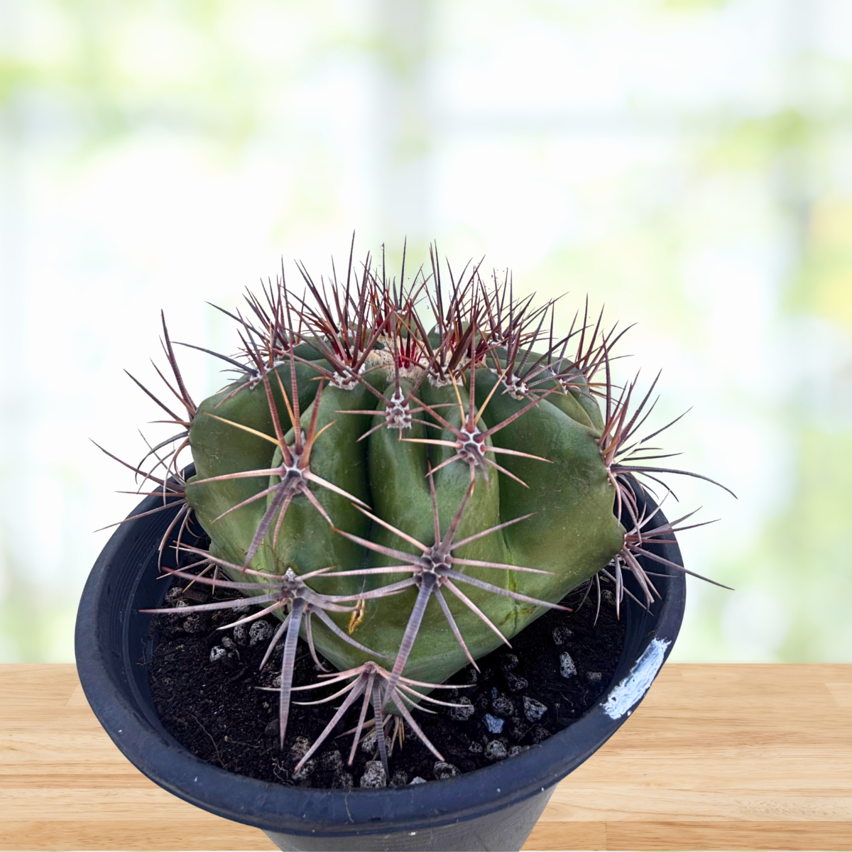 Potted barrel cactus with spiky green body and red-brown spines on a blurred background