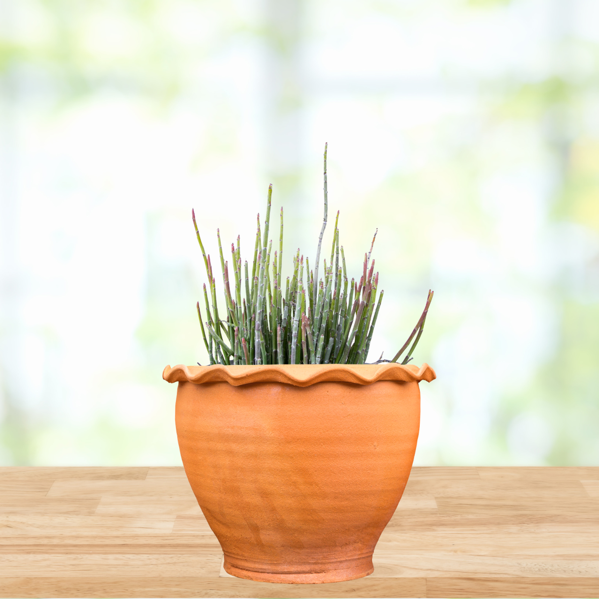 Candelilla