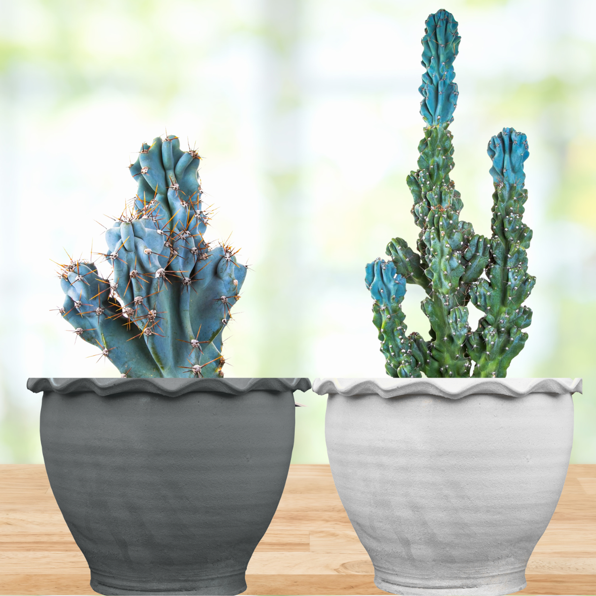 Curiosity Cactus