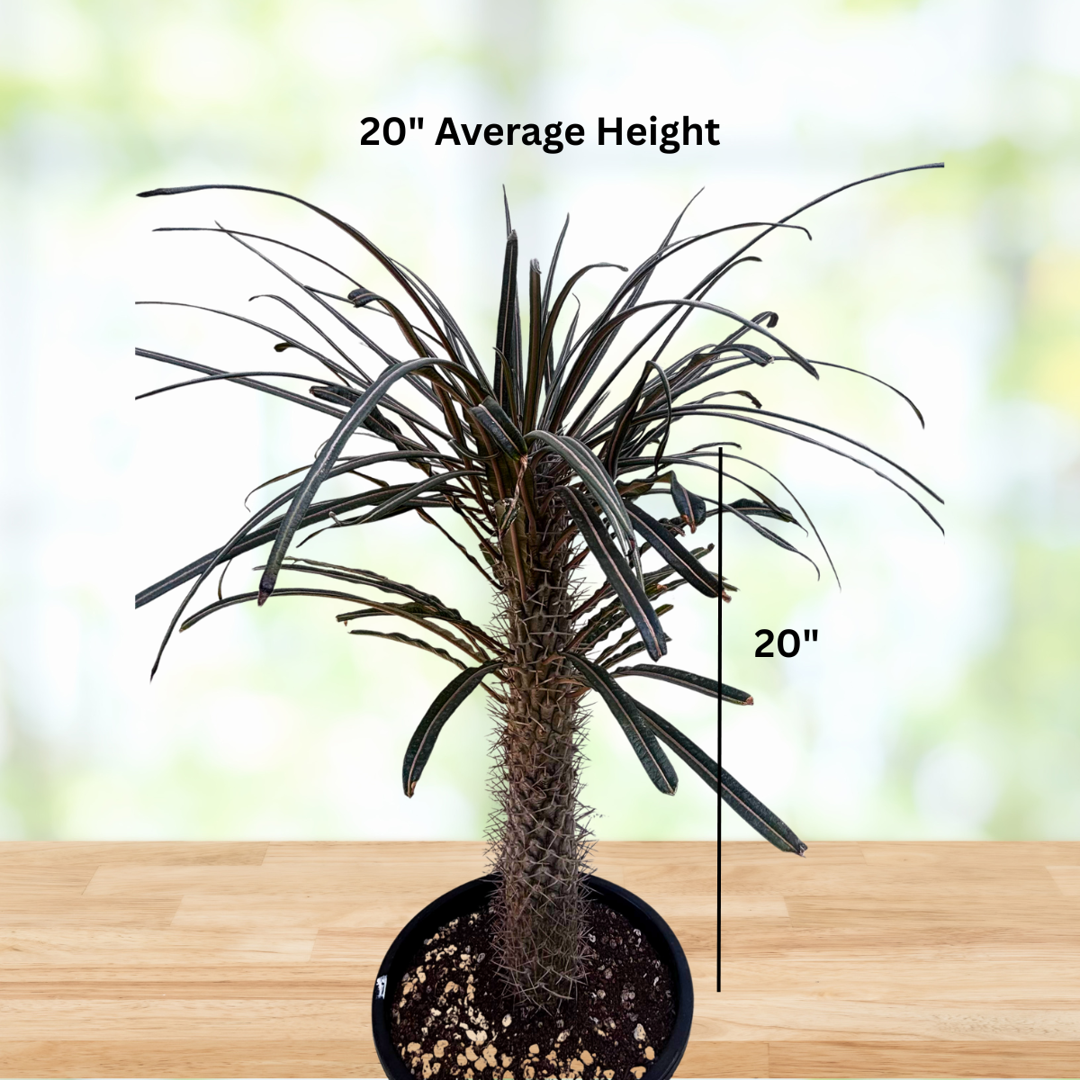 Silver Madagascar Palm