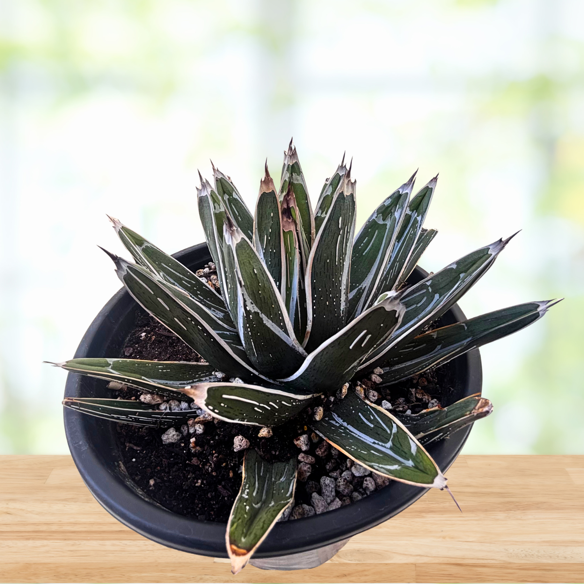 Agave pintilla succulent plant in a nursery pot on a wooden table