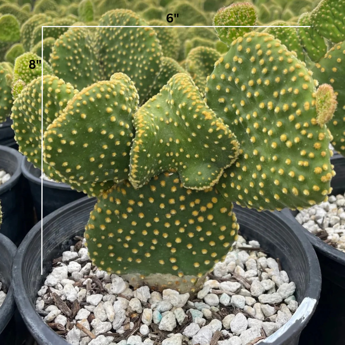 bunny succulent plants for sale Angel Wings Prickly Pear Cactus (Monstrose) for Sale | Opuntia