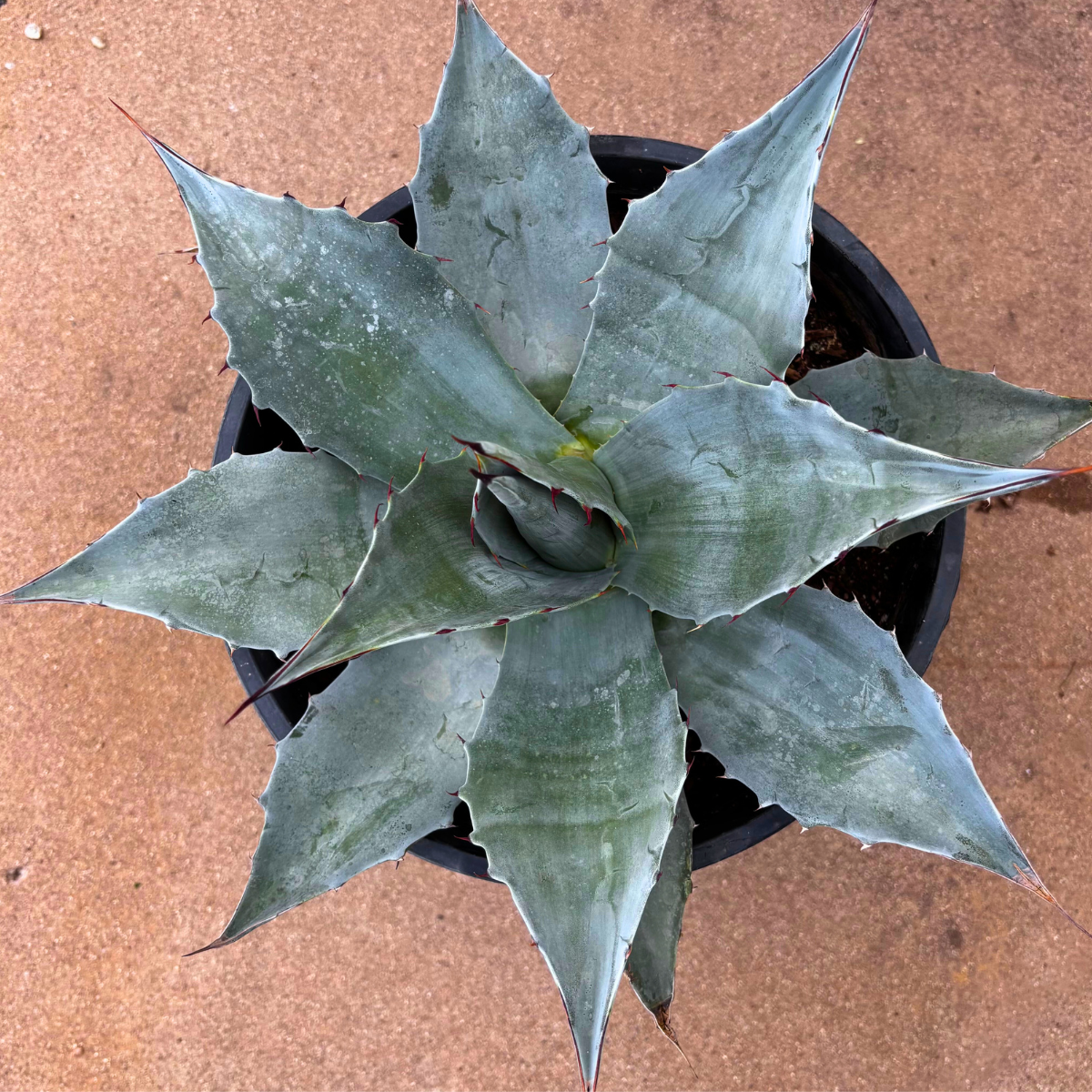 Whale’s Tongue Agave (Agave ovatifolia)