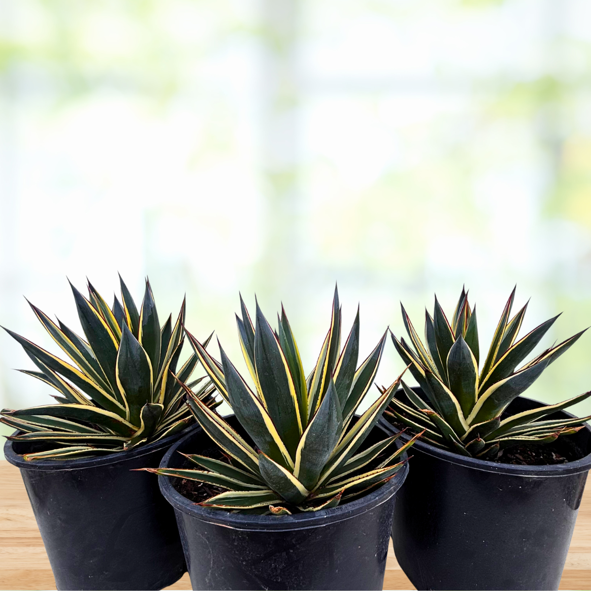 Three potted Agave 'Snow Glow' plants with striped leaves on a wooden surface.
