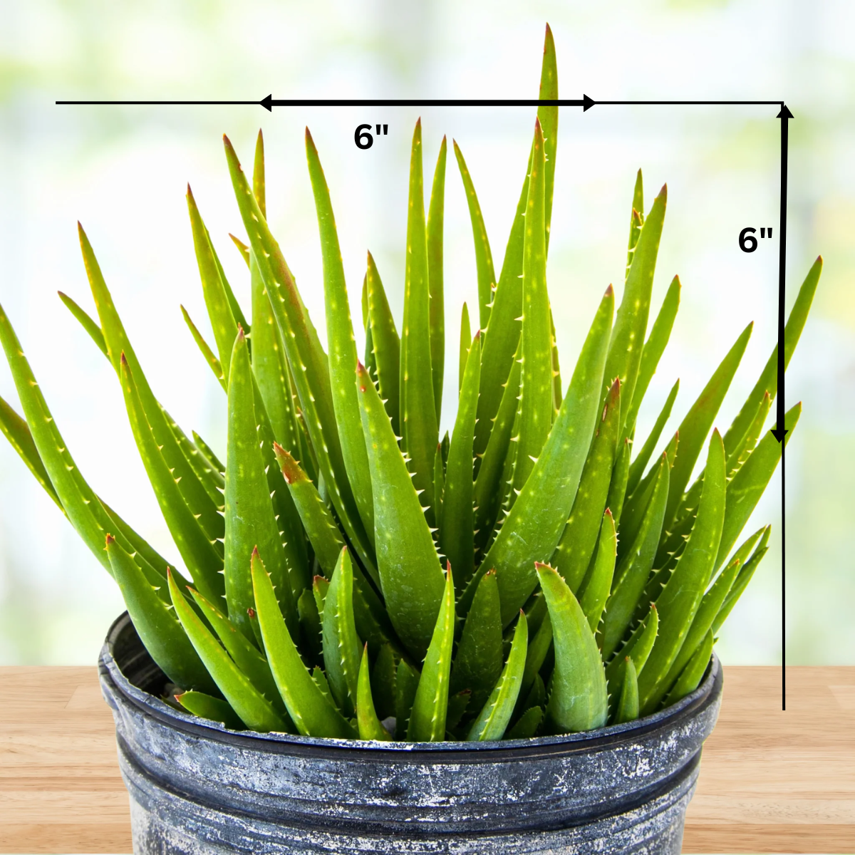 Aloe 'Crosby's Prolific'
