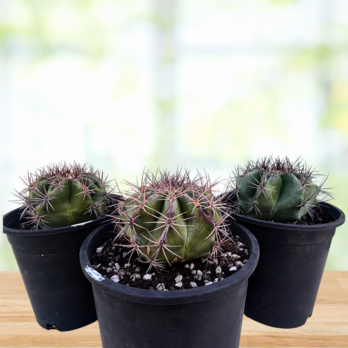 Three potted barrel cacti on a wooden surface with a blurred natural background