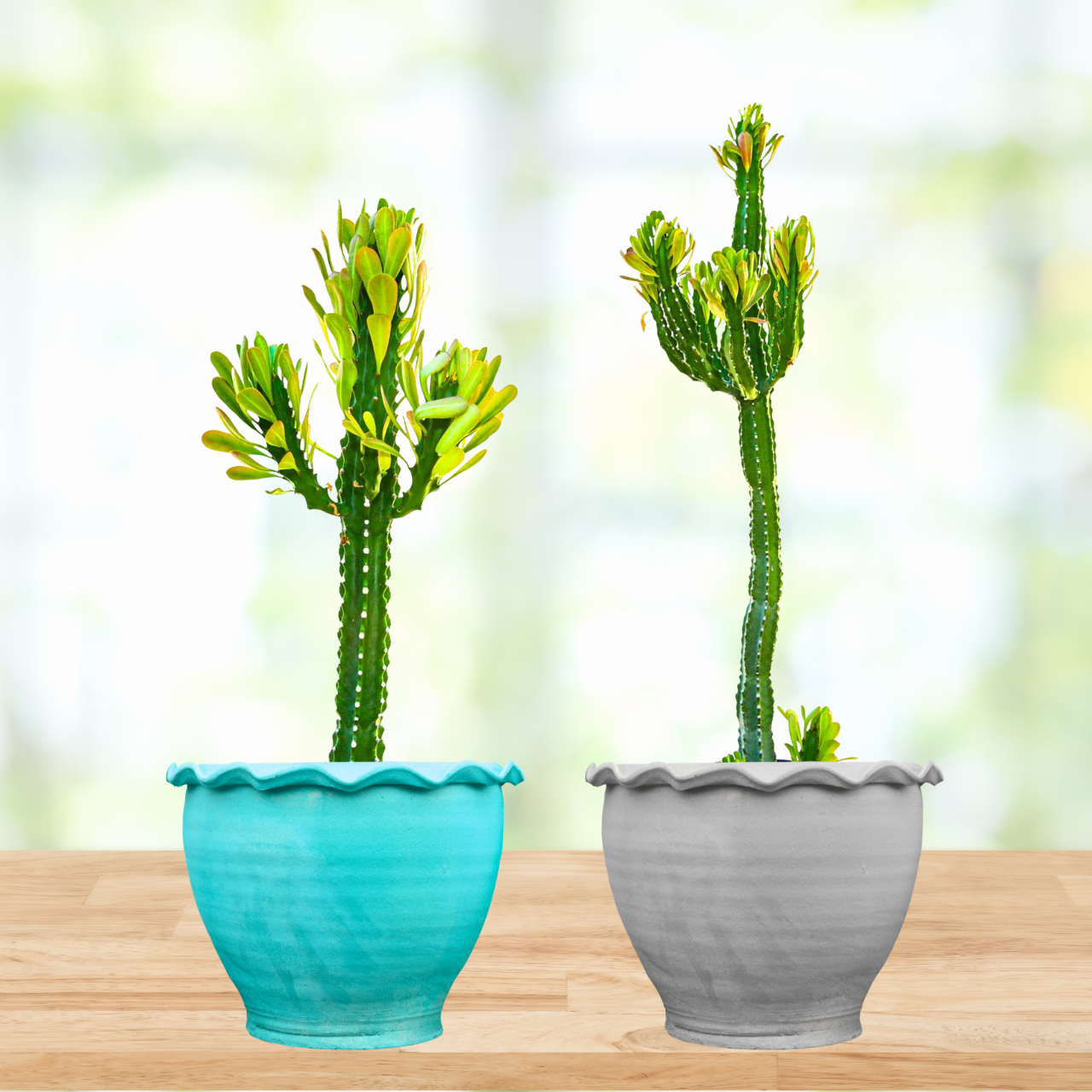 euphorbia succulent cactus Euphorbia Royaleana | Tall Euphorbia Cactus for Sale