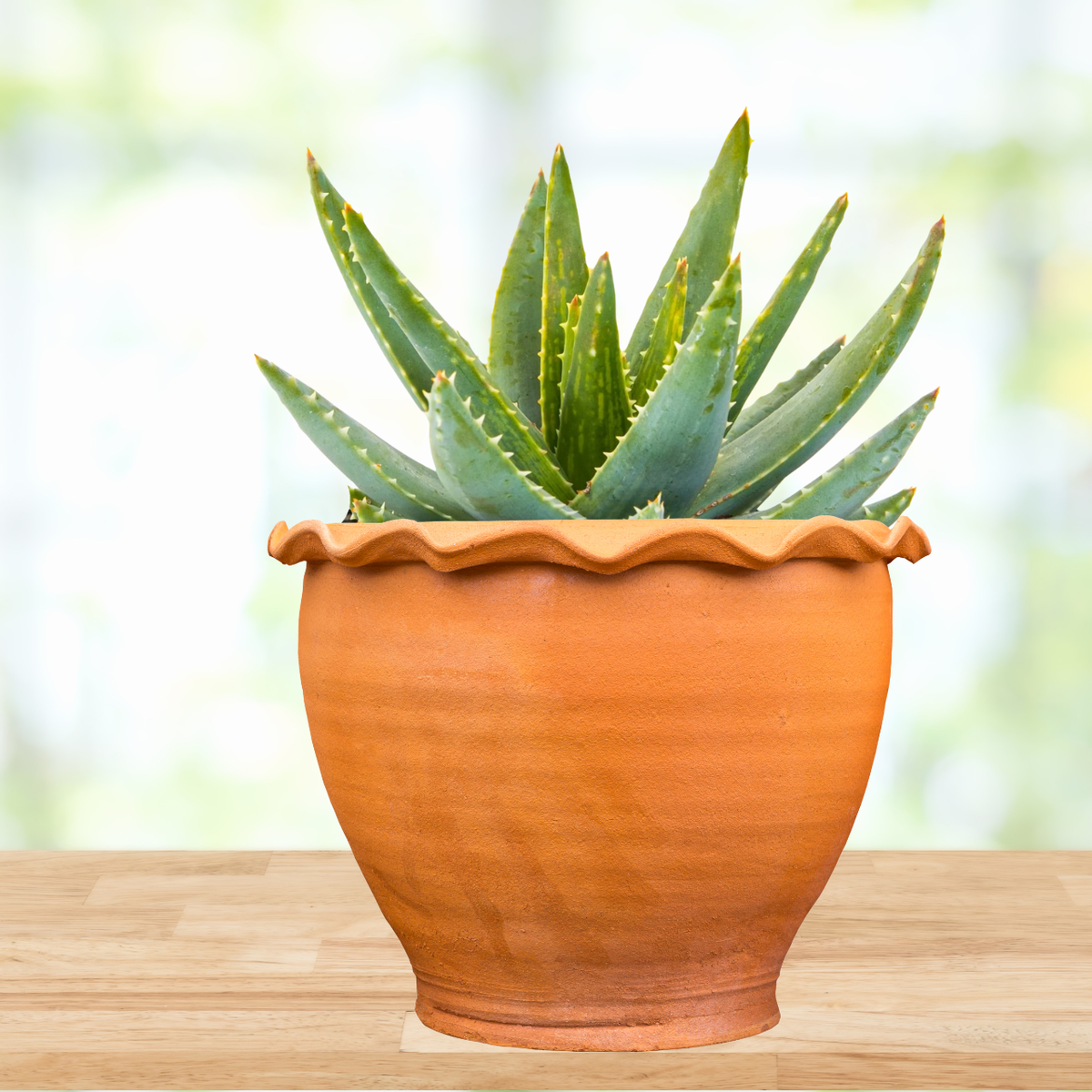 Aloe Brevifolia
