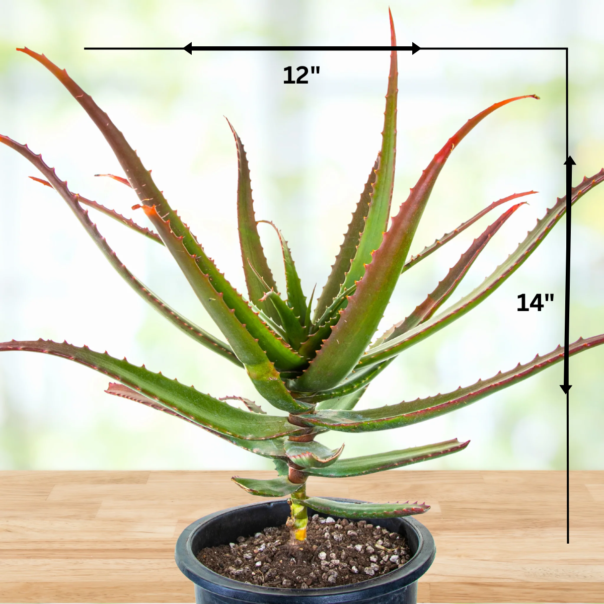 Aloe Cameronii
