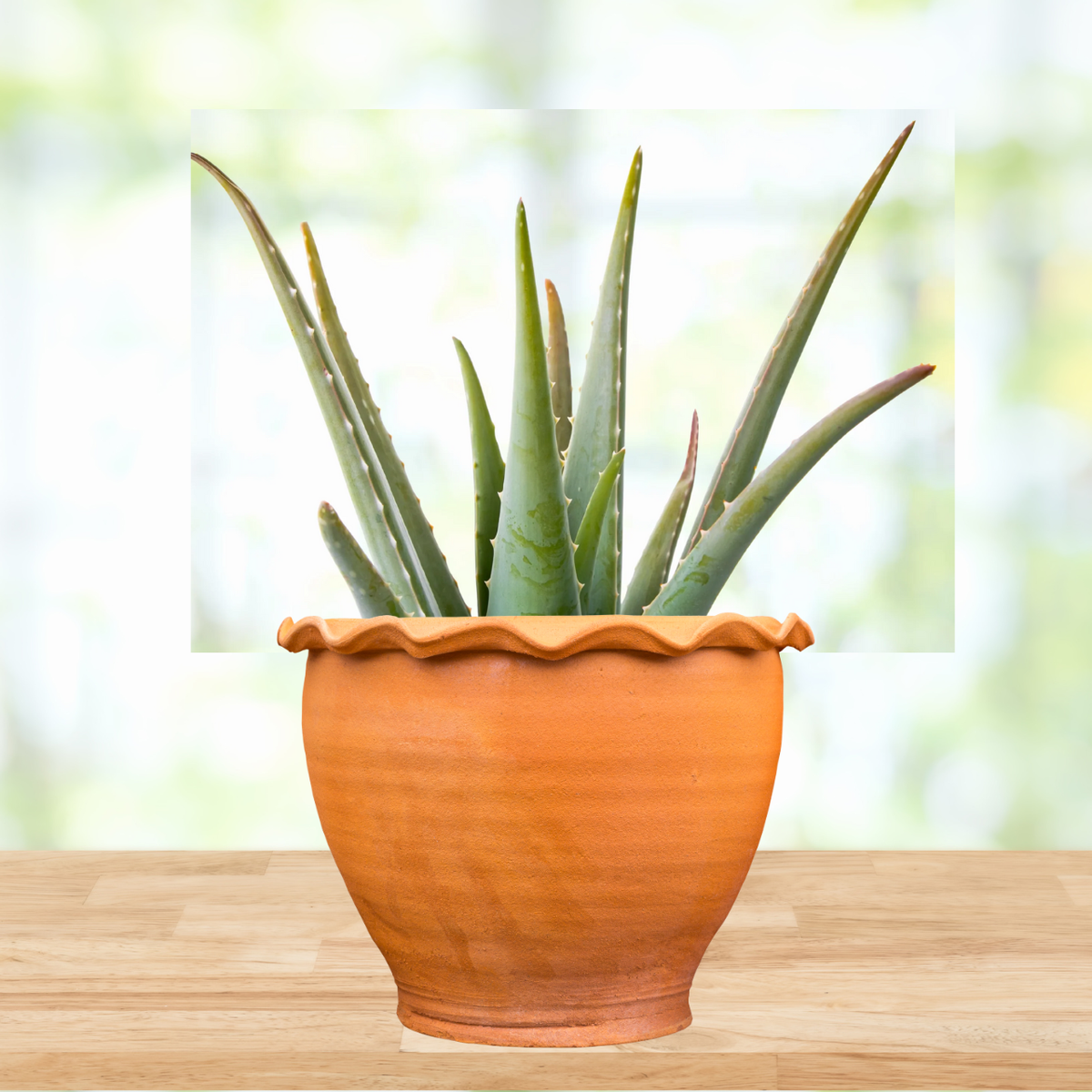 Aloe Barbadensis