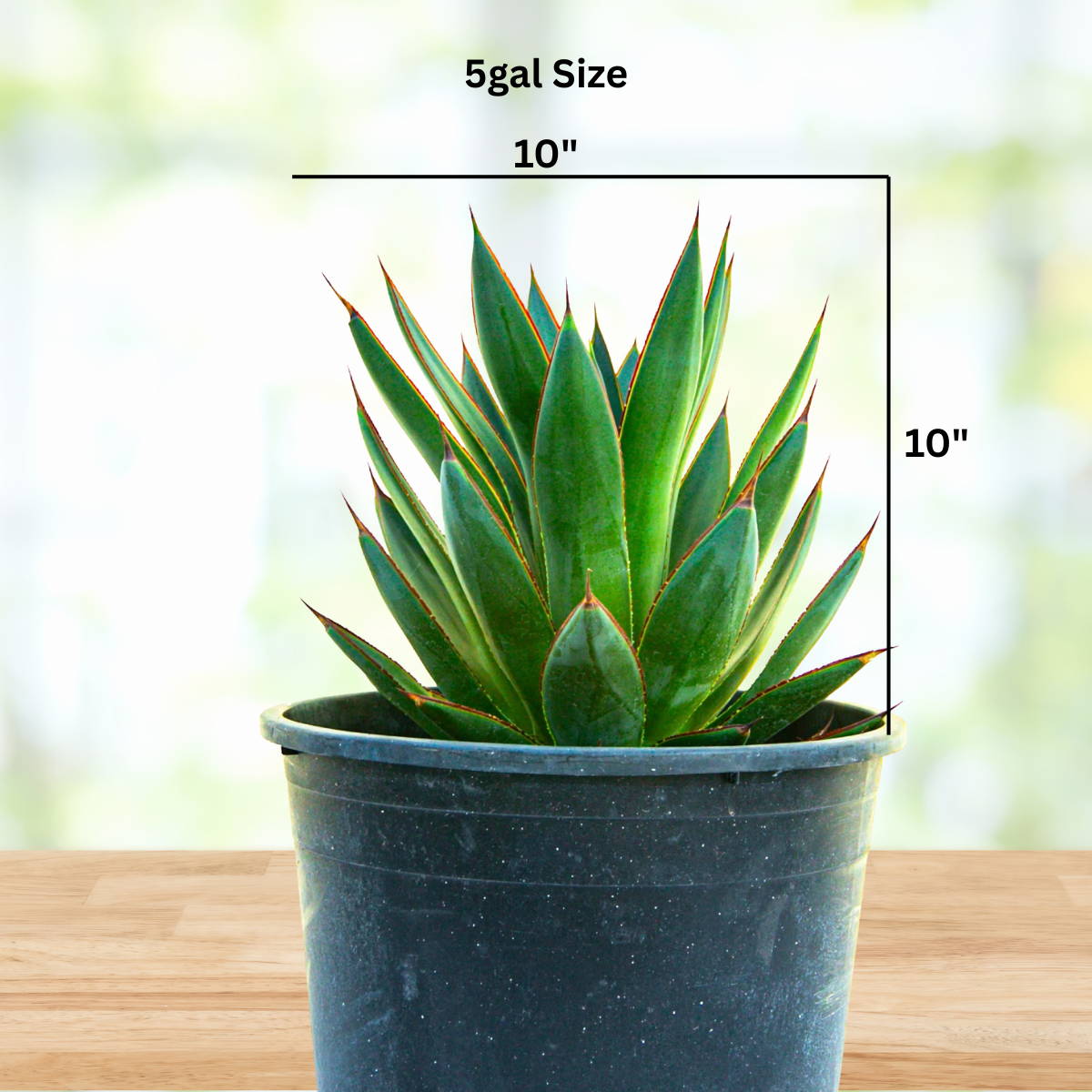 indoor agave plant for sale Agave 'Blue Glow'
