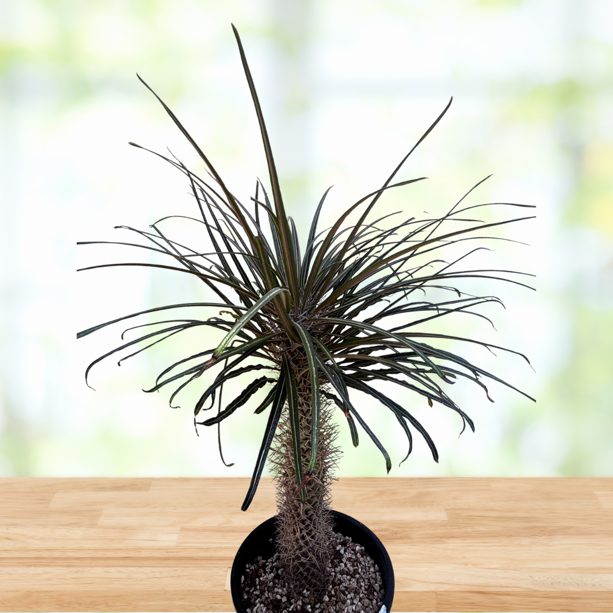 Silver Madagascar Palm