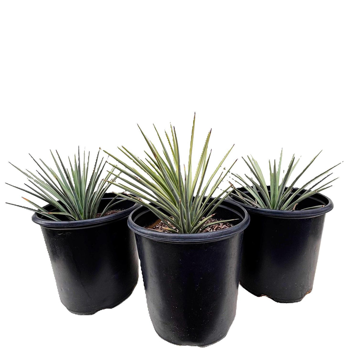 Group of three Joshua Tree Yuccas for sale online