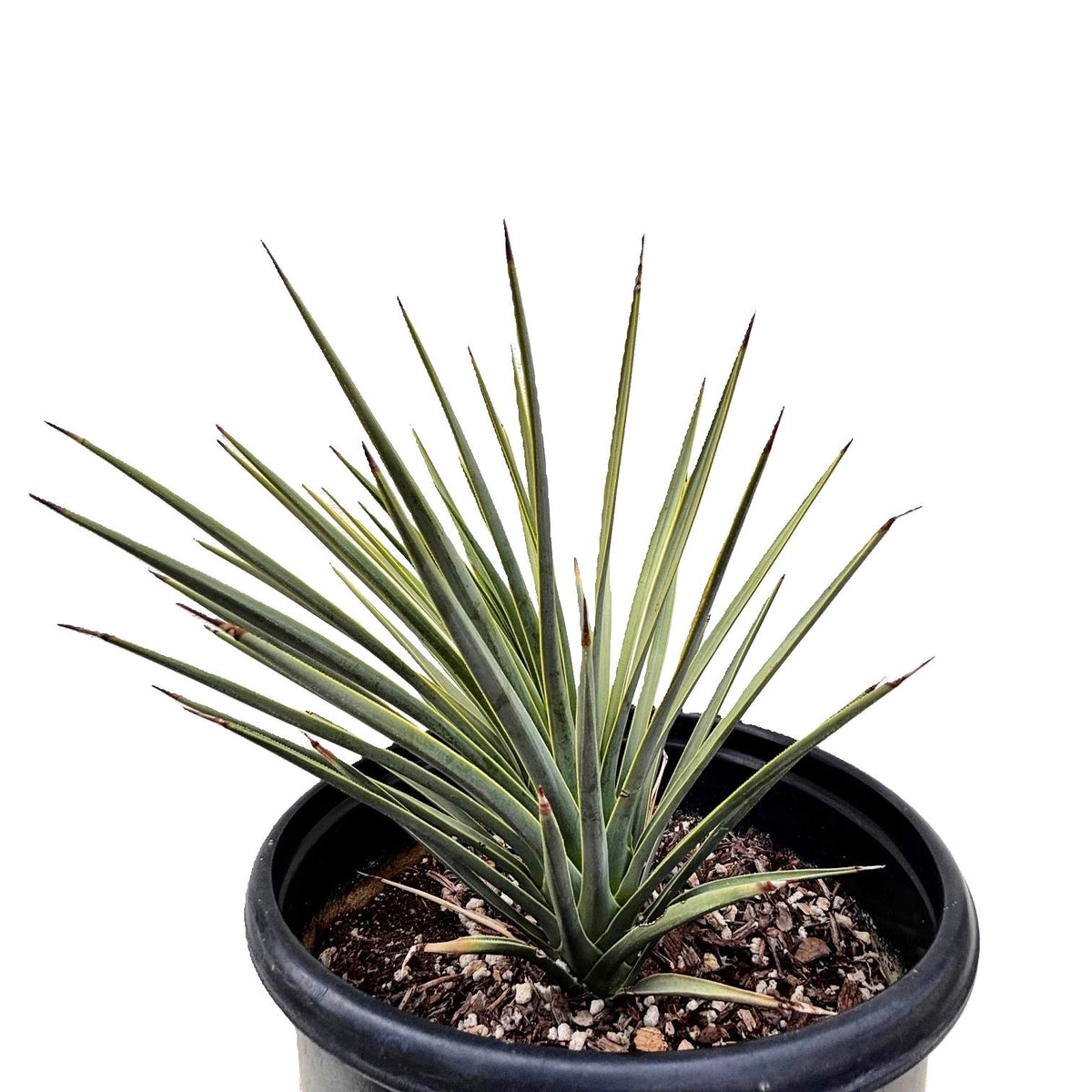 5gal Joshua Tree Yucca For Sale online