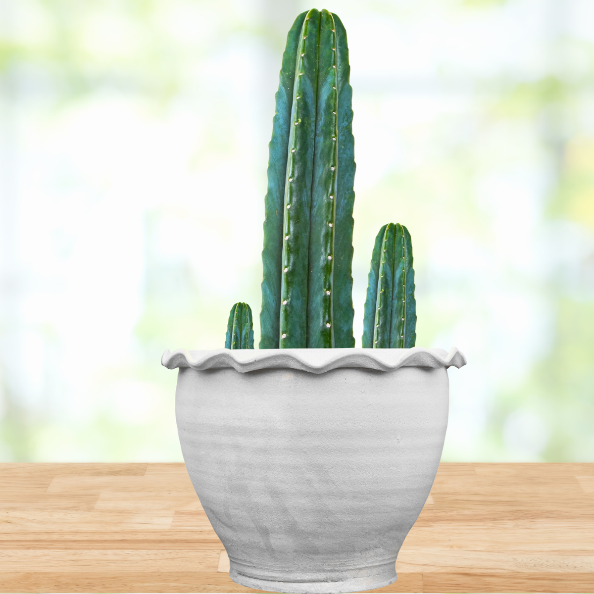 Trichocereus Pachanoi