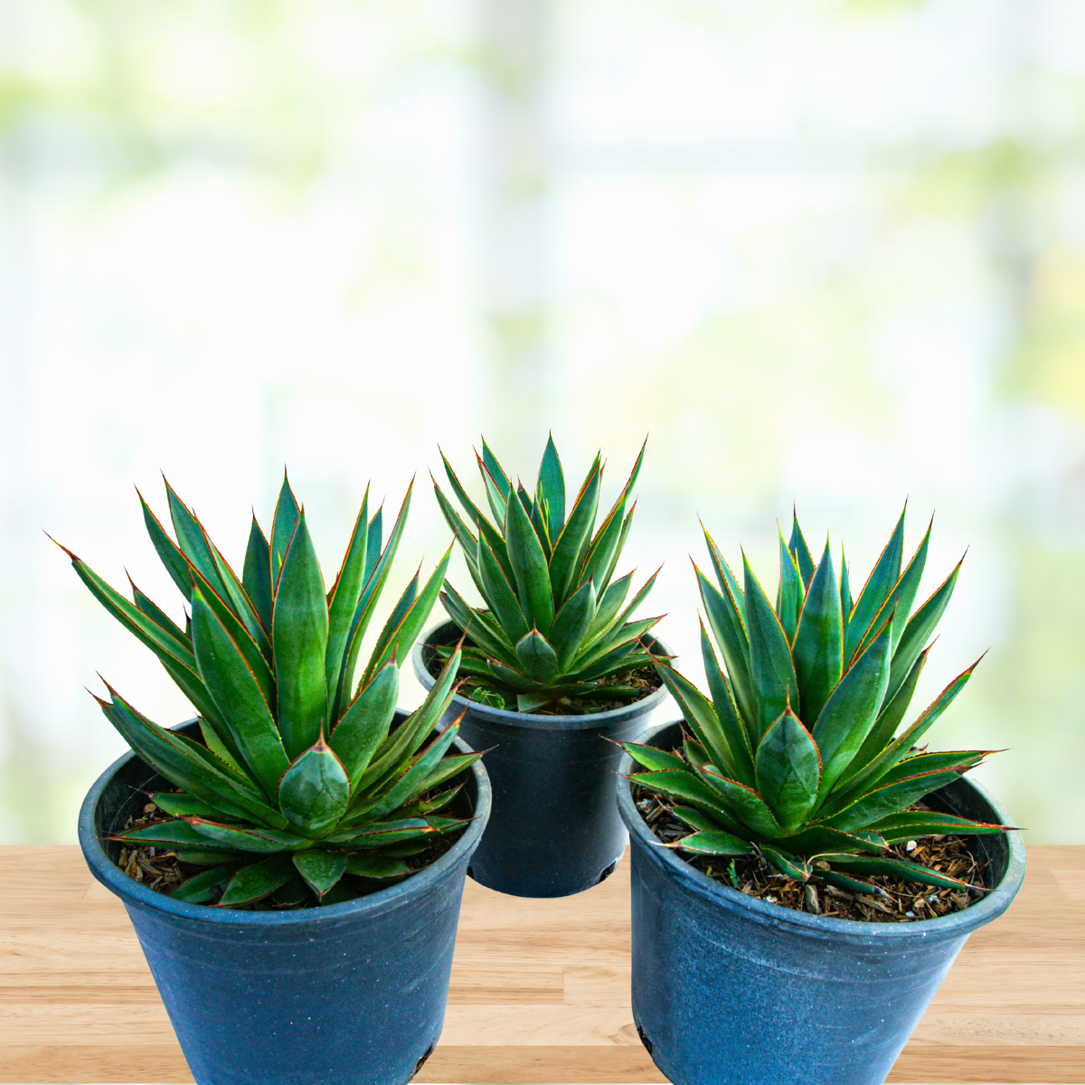 blue succulents indoors Agave Blue Glow | Big Beautiful Indoor & Outdoor Agave For Sale