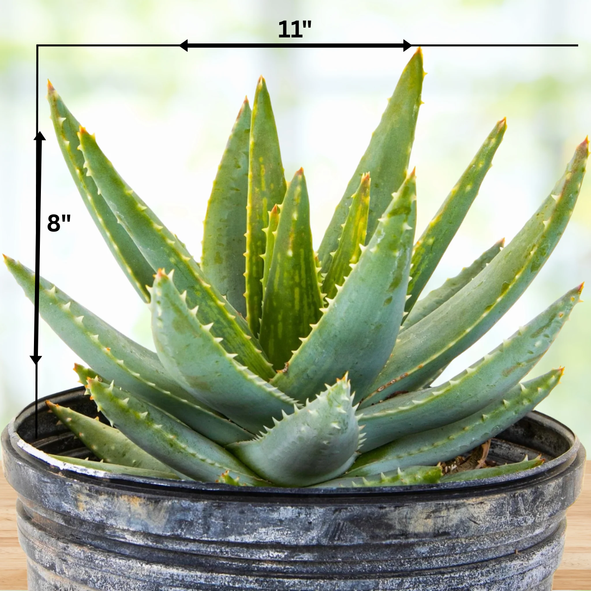 small aloe succulent Aloe Brevifolia