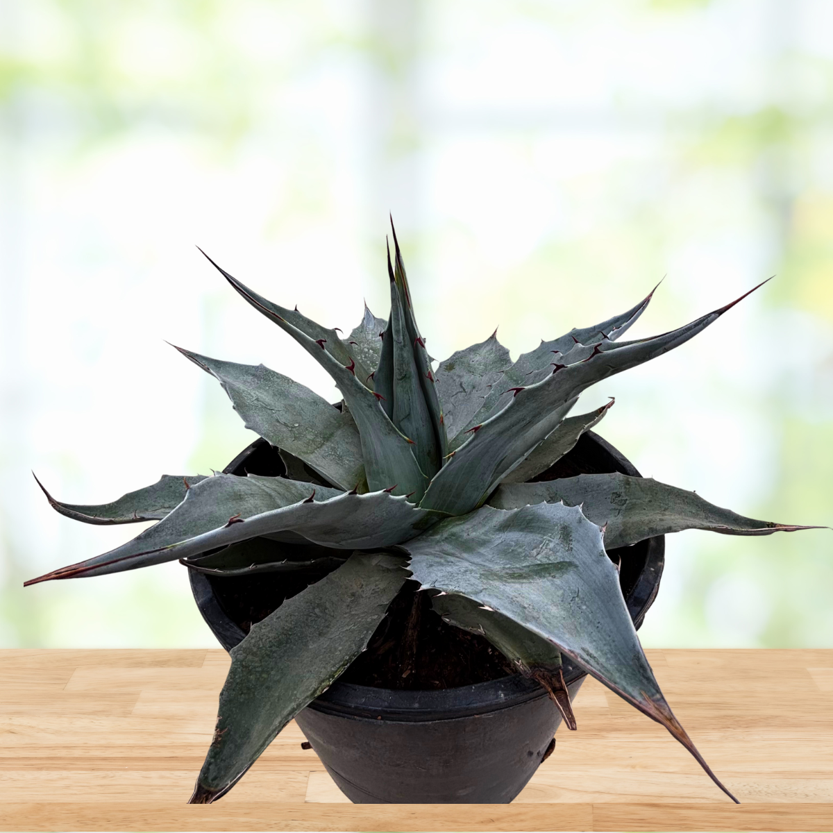 Whale’s Tongue Agave (Agave ovatifolia)