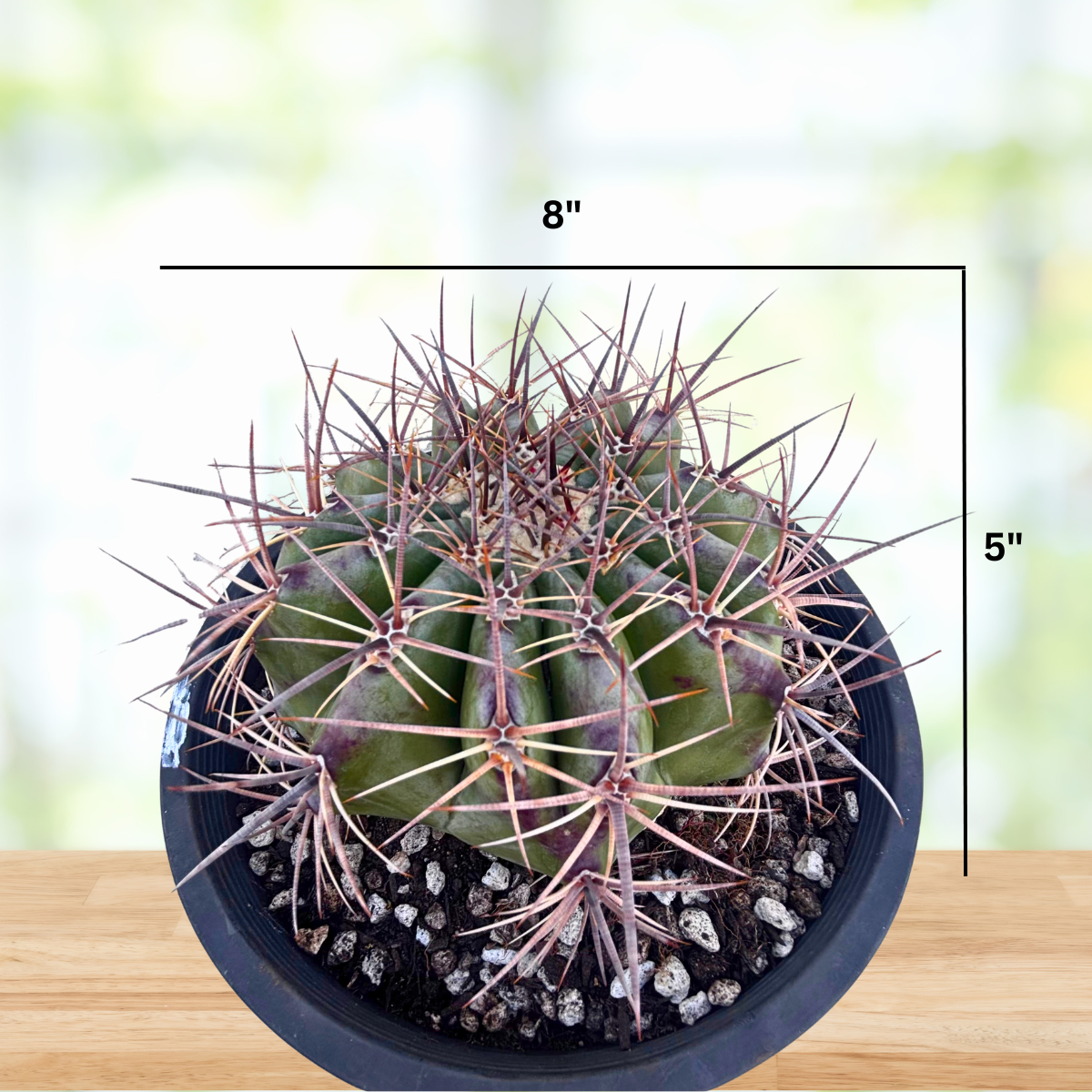 Potted barrel cactus with measurements on a blurred background