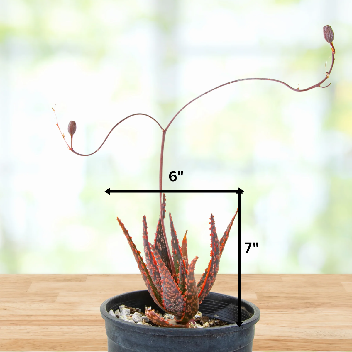 red aloe vera plant price Aloe 'Christmas Carol'