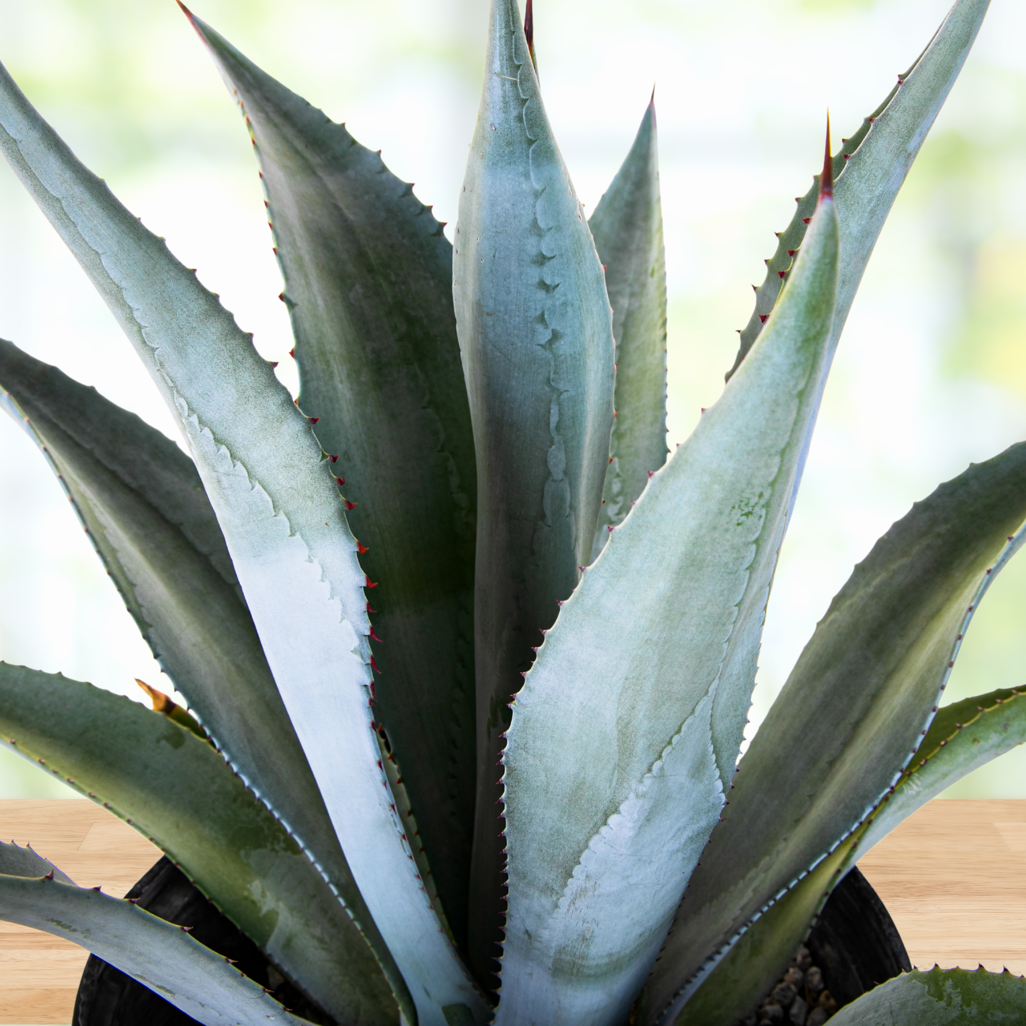 Large Blue Agave Franzosinii For Sale| Blue Agave Plant For Sale Large Blue Agave Franzosinii For Sale| Blue Agave Plant For Sale