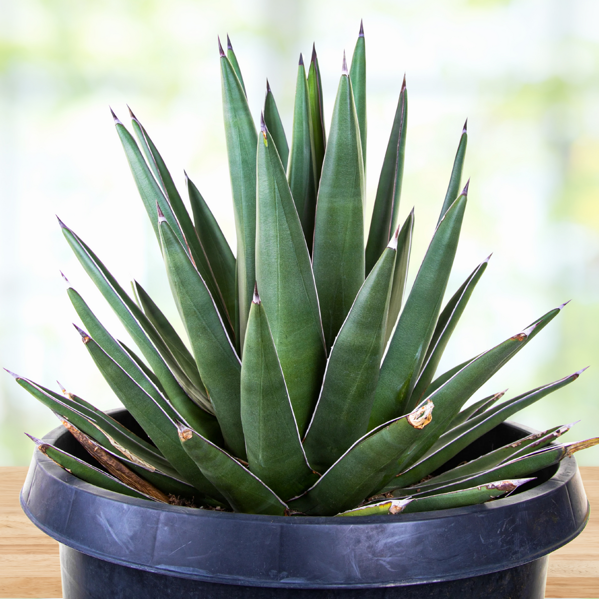 Potted century plant agave, Agave &quot;Arizona smiles&quot;, with green leaves and red accents on a blurred background