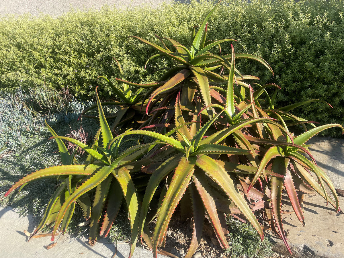 Large Live Aloe Cameronii &quot;Starfish&quot;  Succulent Plant Planted in a Cactus Garden