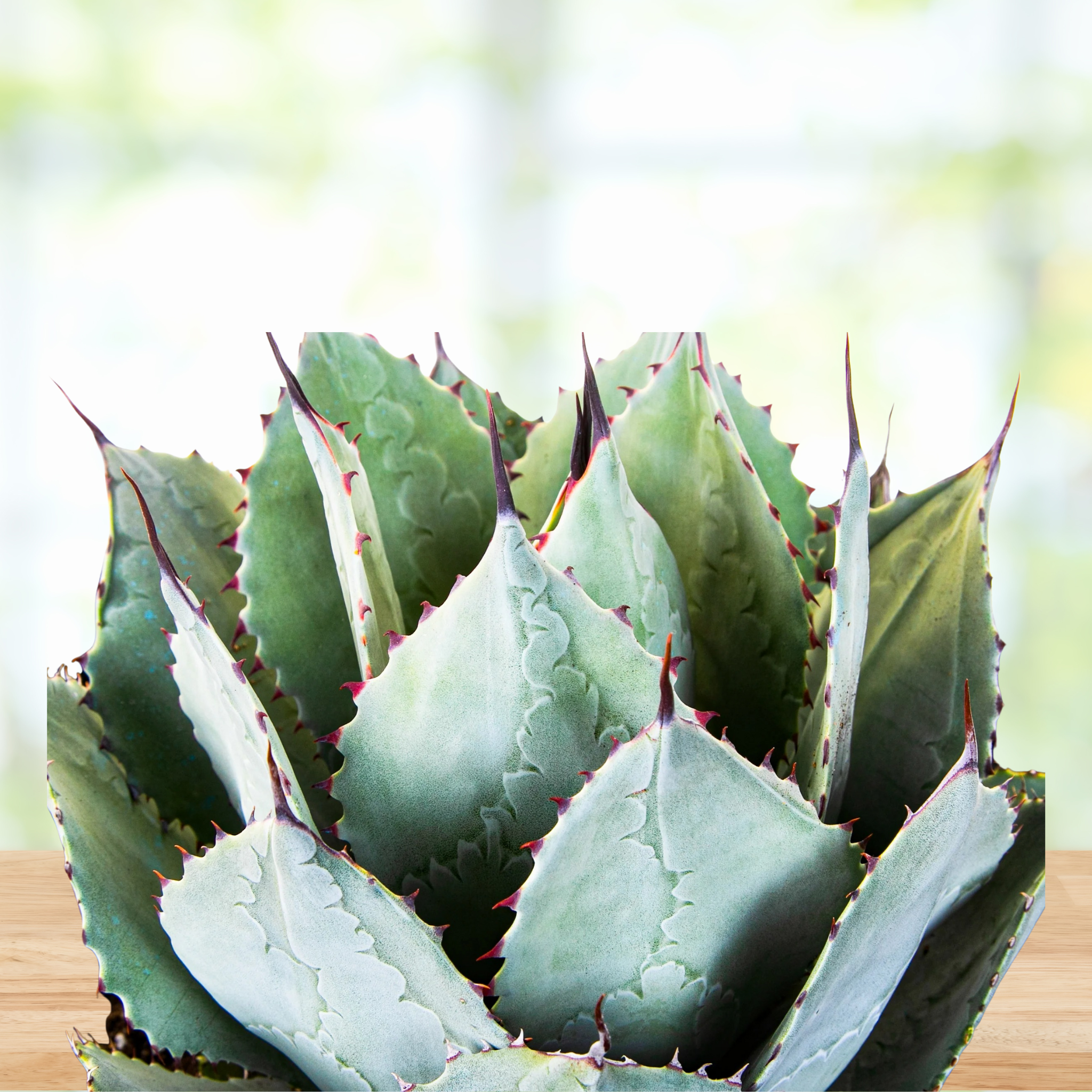 アガベ Agave parryi 'Desert Delight' 249 Agave parryi - Boething アガベ Agave parryi 'Desert Delight' 249 Agave parryi - Boething