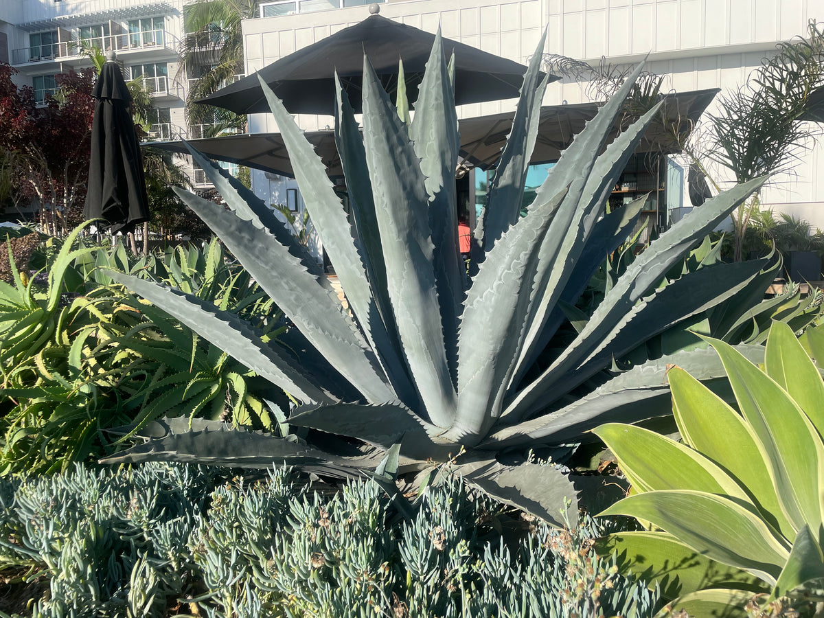 Big Blue Agave Americana Century Plant Succulent in a Xeriscape Landscape