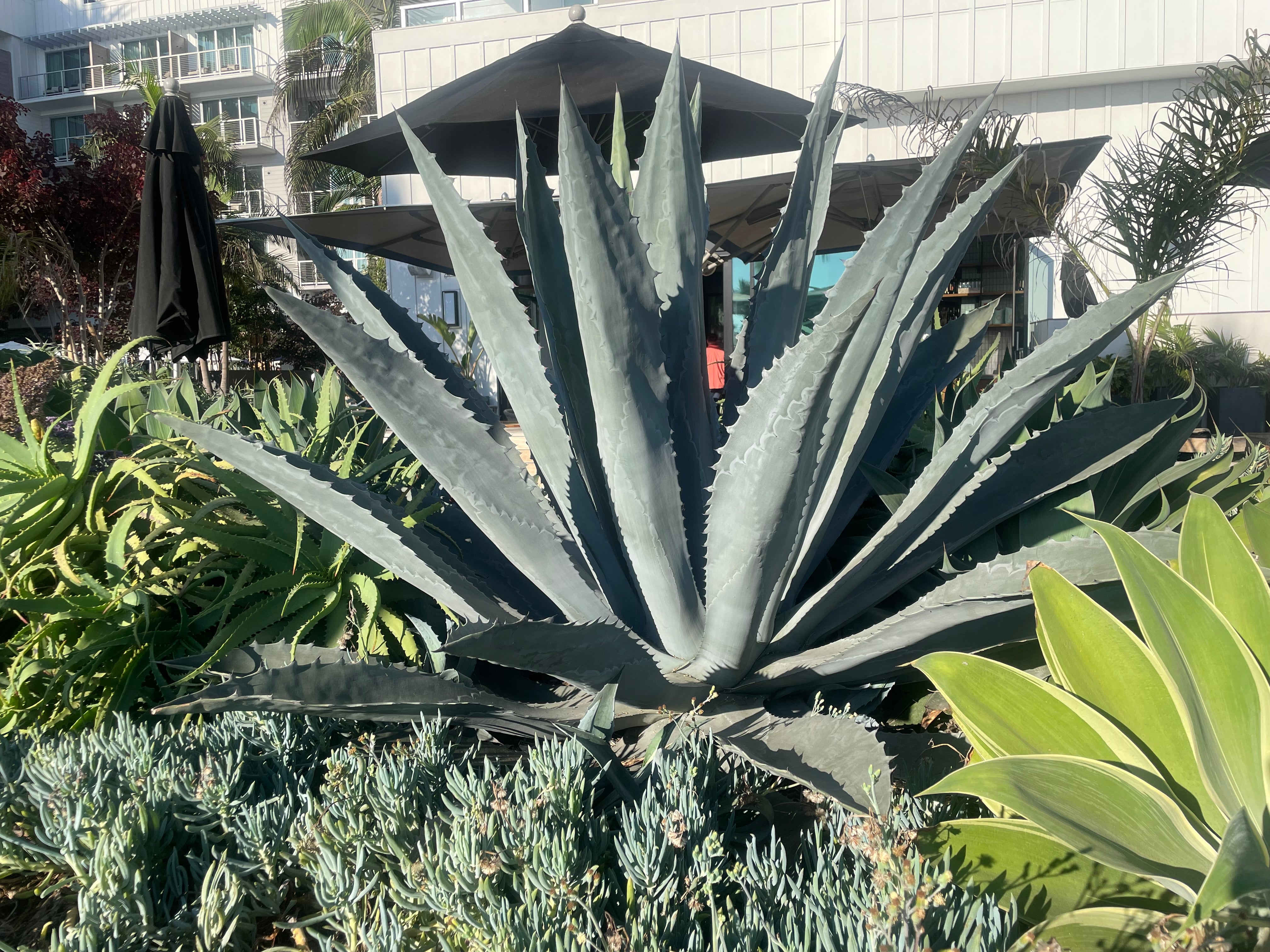 Large Blue Agave Americana For Sale Online| Blue Century Plant Agave