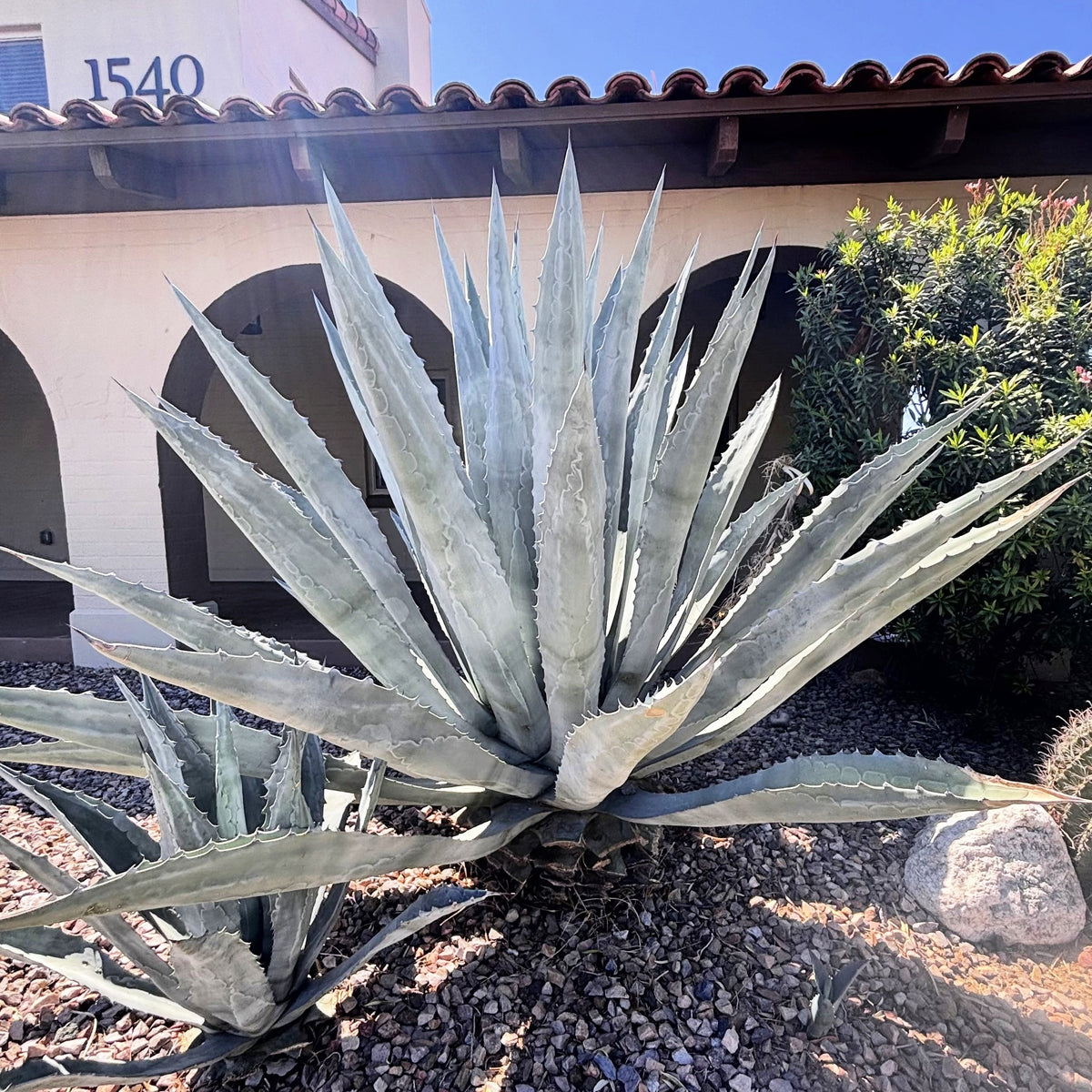 Blue Agave Americana Century Plant Succulent in a Xeriscape Landscape