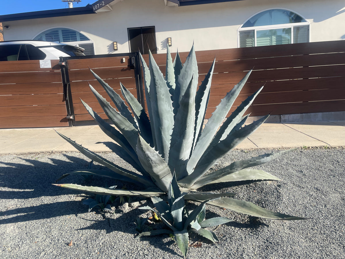 Blue Agave Americana Century Plant Succulent in a Xeriscape Landscape