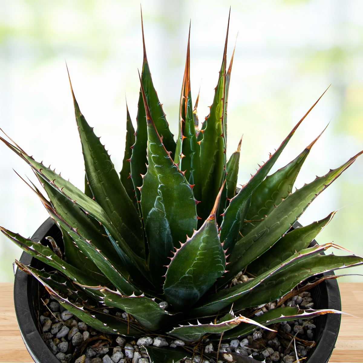 Potted century plant agave, Agave montana, with green leaves and thorns on a blurred background