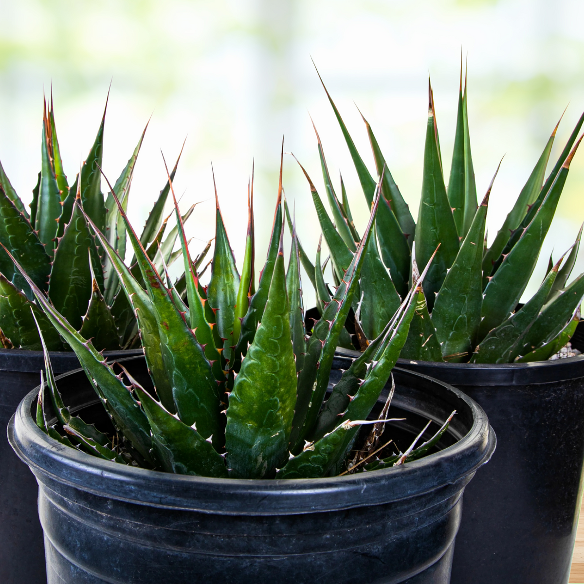 Three potted century plant agaves, Agave montana, with green leaves and thorns on a blurred background