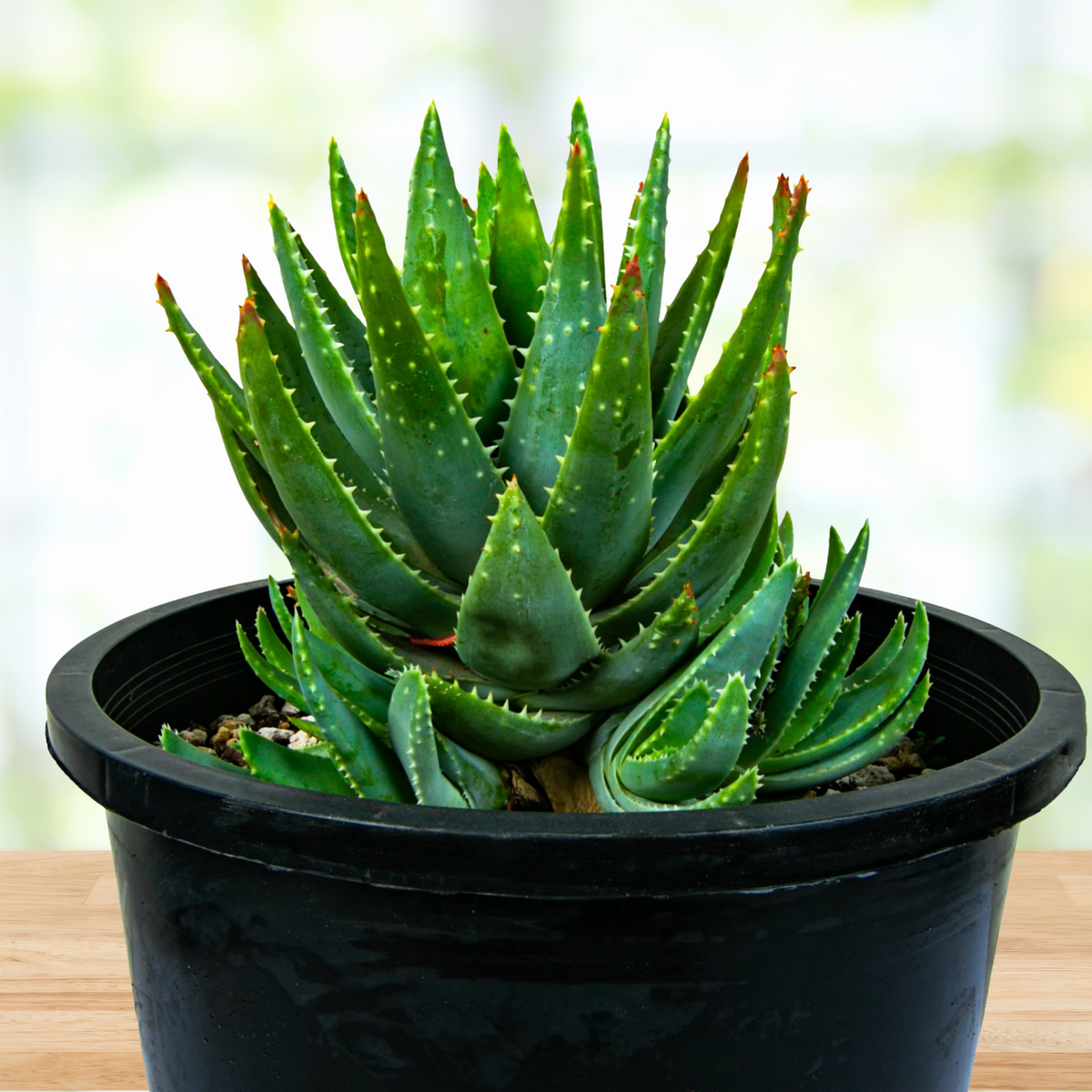 Potted Aloe brevifolia, &#39;Short-leaf aloe&#39; succulent plant with a blurred background