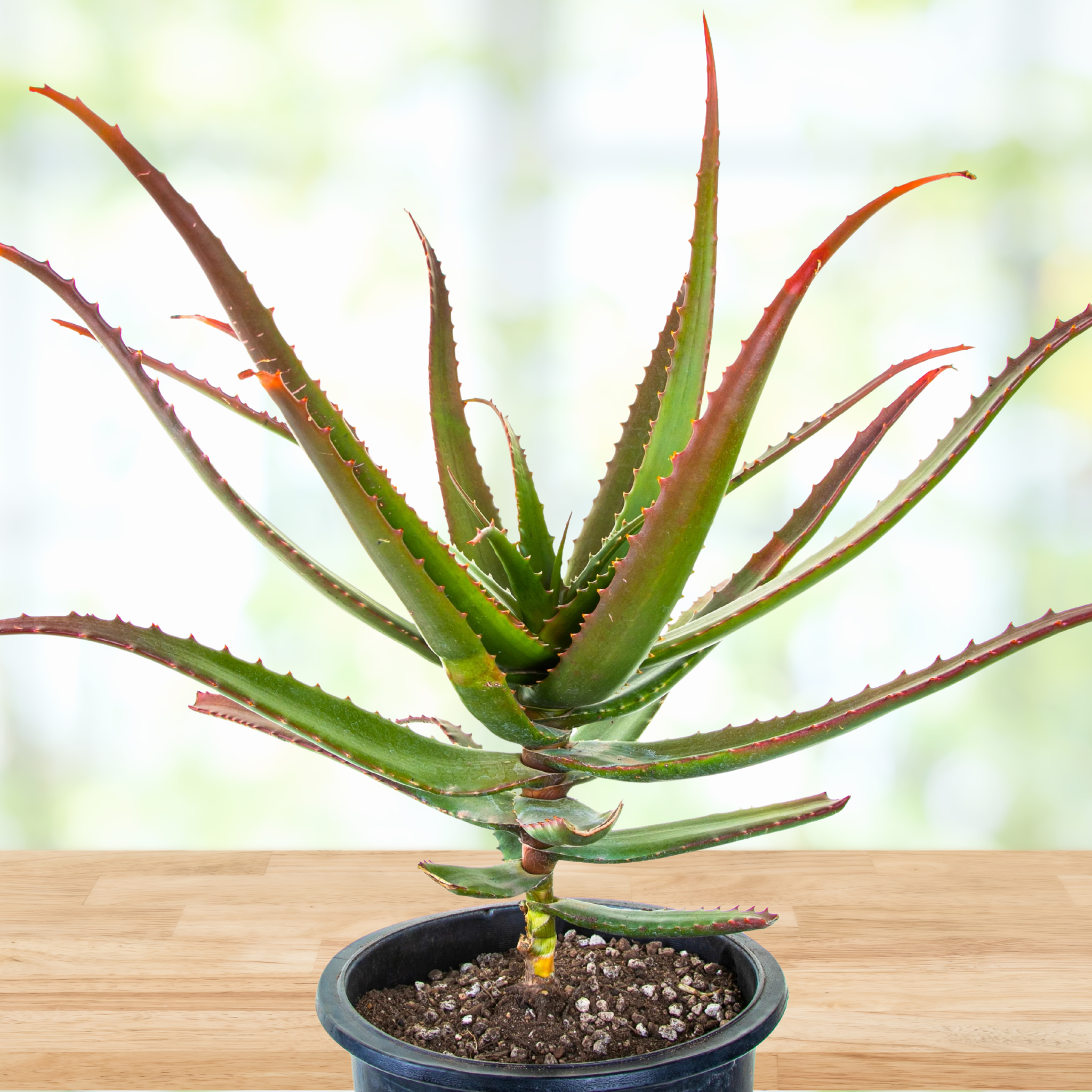 red aloe vera plant for sale Aloe Cameronii