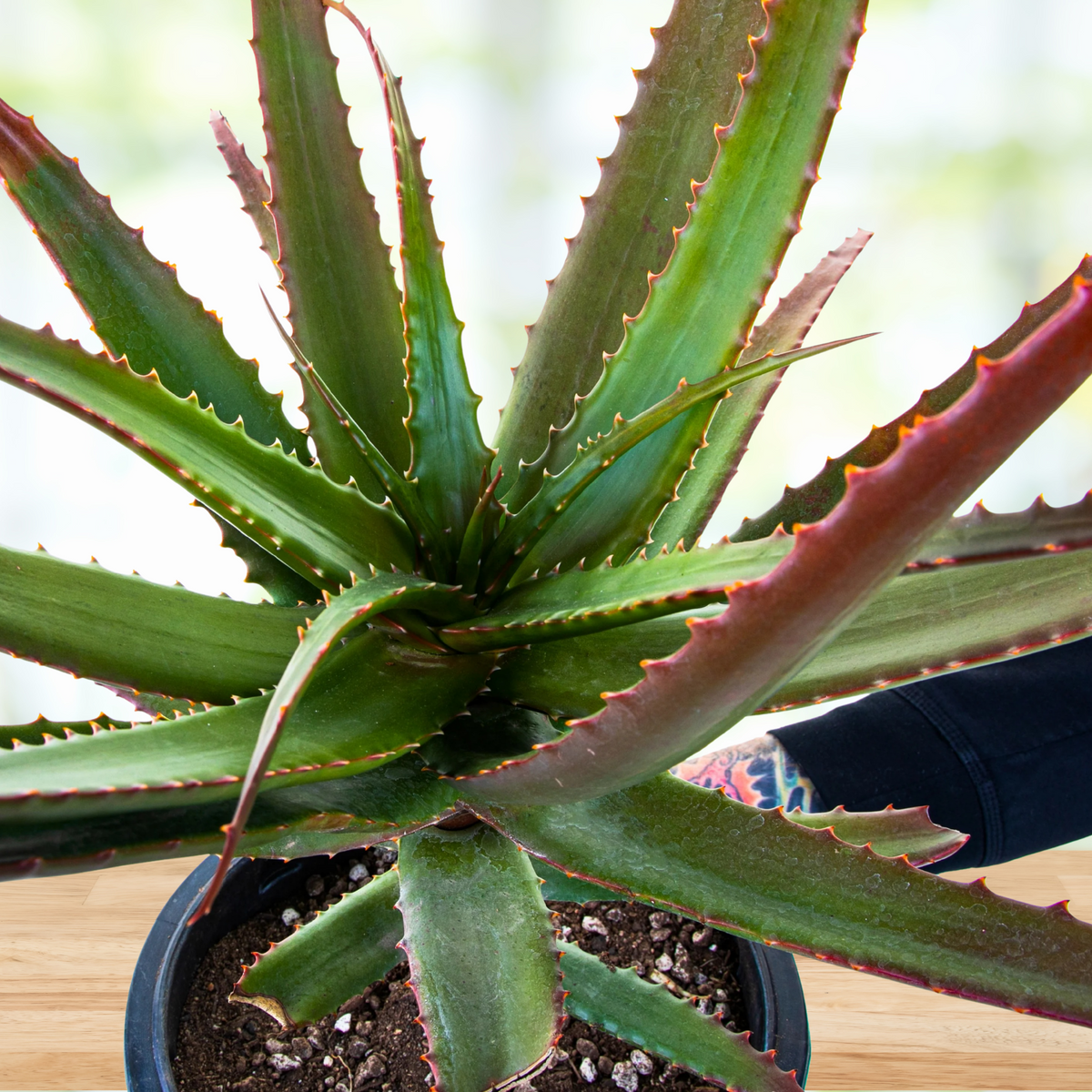 Close up of a potted Aloe Cameronii plant, starfish aloe with green leaves with red tips on a wooden surface with a blurred green background