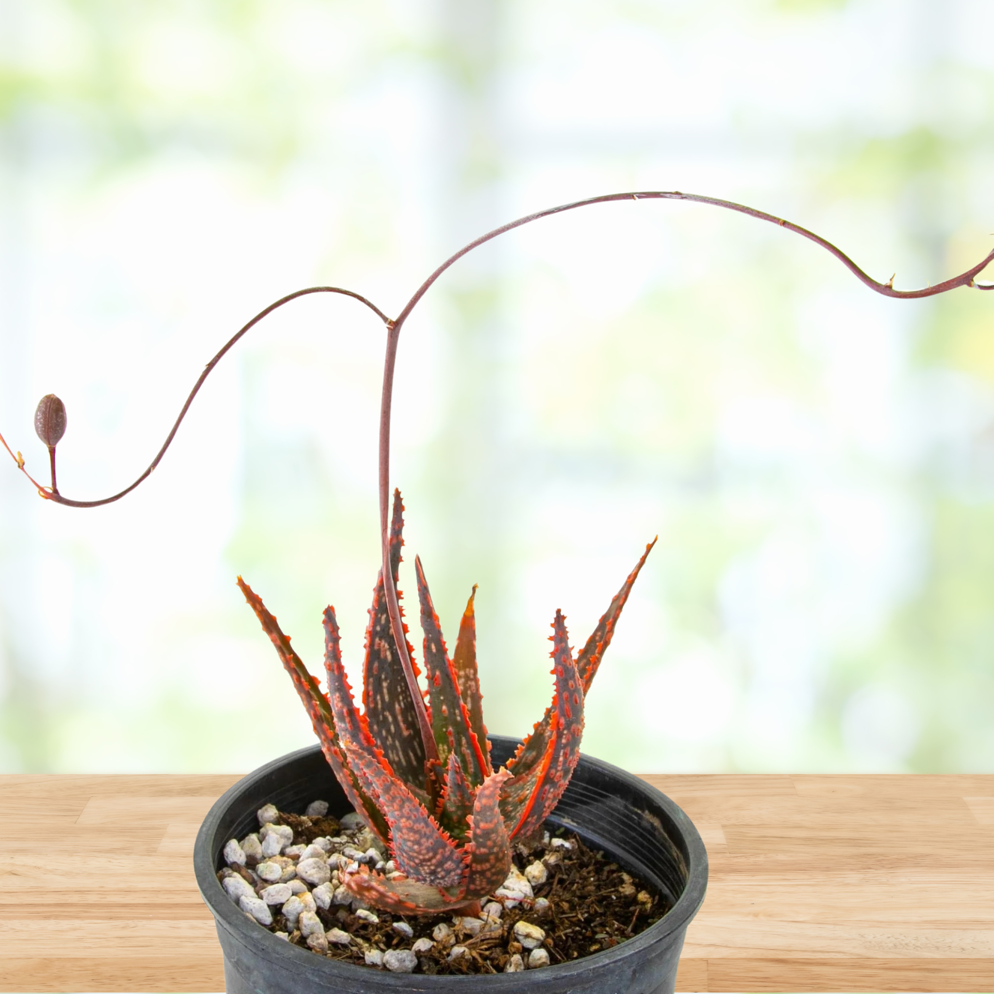 red aloe vera plant price Aloe 'Christmas Carol' for Sale | Red, Green & White Aloe Succulent